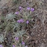 Matthiola maderensis Flor