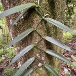 Vanilla planifolia 叶