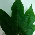 Cnidoscolus aconitifolius Blatt