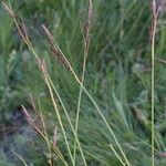 Carex fimbriata Habit