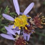 Galatella sedifolia Flower