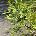 Fraxinus latifolia Leaf