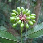 Guatteria australis Frukto