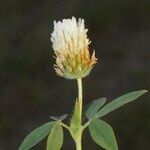 Trifolium squarrosum Alia