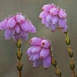 Erica tetralix Flors