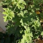 Pelargonium × asperum Hostoa