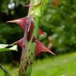 Rosa × odorata Bark