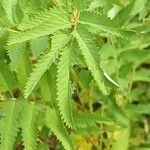 Sanguisorba dodecandra 葉