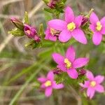 Centaurium littorale Квітка