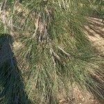 Casuarina cunninghamiana Φύλλο