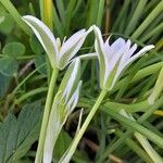 Ornithogalum divergens Flor