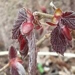 Corylus maxima Blad