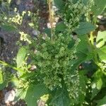 Chenopodiastrum hybridum 花