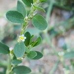 Polygonum arenastrum Leaf