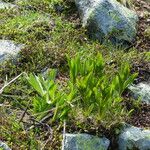 Gentiana punctata Folio