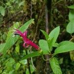 Centropogon talamancensis Hoja