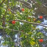 Brownea grandiceps Flor