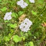 Valeriana dentata 花