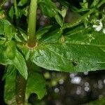 Veronica anagallis-aquatica Leaf