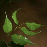 Protium gallicum 葉