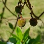 Arbutus × andrachnoides Плід