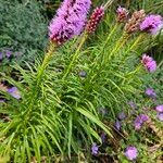 Liatris spicata Облик