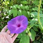 Ipomoea sagittata چھال