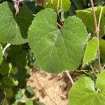 Vitis californica برگ