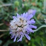 Knautia arvernensis Цвят