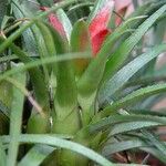 Aechmea recurvata Folha