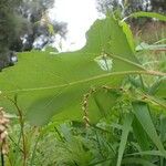 Xanthium orientale ഇല