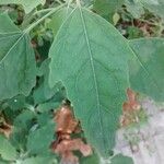 Chenopodium album Φύλλο