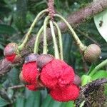 Marcgravia brownei Fruto