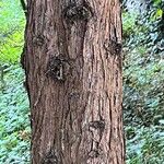 Cupressus gigantea Bark