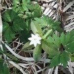 Lysimachia europaea Blomma