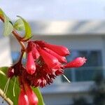 Cestrum elegans Flower