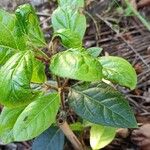 Viburnum rugosumLehti