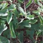 Ipomoea blepharophylla Blatt