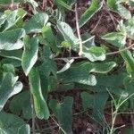 Ipomoea blepharophylla Leaf