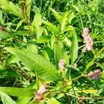 Persicaria lapathifoliaΦύλλο