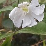 Silene latifoliaFlor