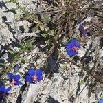 Anagallis monelli फूल
