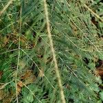 Abies concolor Feuille