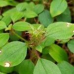 Heterotis rotundifolia Плод