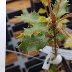 Quercus chrysolepis Yaprak