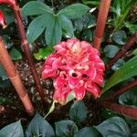 Tapeinochilos ananassae Flor
