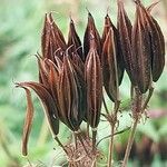 Myrrhis odorata Fruit