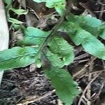 Polypodium cambricum Fuelha