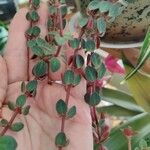 Peperomia verticillata Feuille