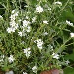 Heliotropium filiforme Flower